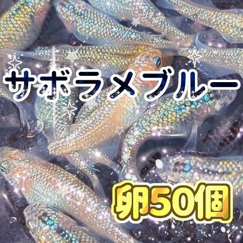 サボラメブルー　メダカ　有精卵５０個＋α