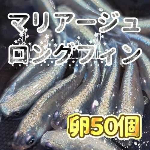 マリアージュロングフィン　メダカ　有精卵５０＋α(保証分) セット販売最大８００円引き中