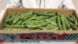 和歌山特産 一寸そら豆 Lサイズ以上 4kg