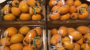  Wakayama Arita distinguished family Tamura loquat S~M size 1 box (4 pack ) approximately 50~76 piece insertion 