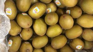 zesp Lisa n Gold kiwi fruit 5.5kg and more ( approximately 48 piece ~59 piece insertion )