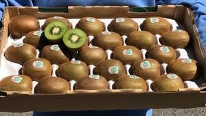 Zespri GREENzespli green kiwi fruit super large sphere 3.2kg and more ( approximately 22 piece ~27 piece insertion )