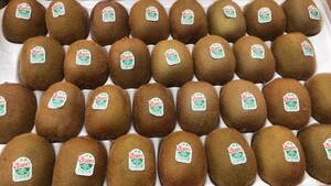 Zespri GREENzespli green kiwi fruit 3.2kg and more ( approximately 30 piece ~33 piece insertion )