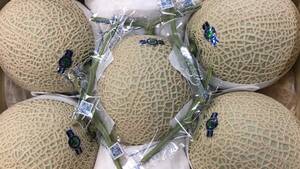  Kochi prefecture production earth . melon mineral mask melon 5 sphere (8.5kg and more ) greenhouse melon 