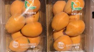  Wakayama Arita distinguished family Tamura loquat L and more 1 box (2 pack ) approximately 22~26 piece insertion 