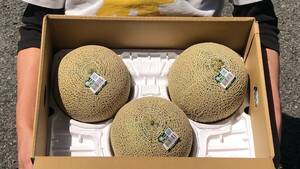  Ibaraki asahi . Anne tes melon preeminence goods 4L (3 sphere go in )