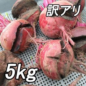 『訳アリ 高糖度ビーツ 5kg』農薬不使用！ 千葉県南房総市産 見た目悪いです