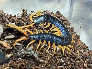 Scolopendra Cataracta sp.mkate10-11cm. rare.1 jpy start. last becomes an exhibition.