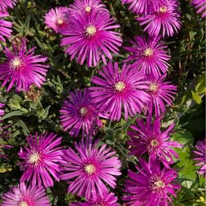 松葉ギク　多肉植物　ピンク色　挿し芽用カット芽　約5cm 15本　　※白色もご希望であれば2本おまけ♪