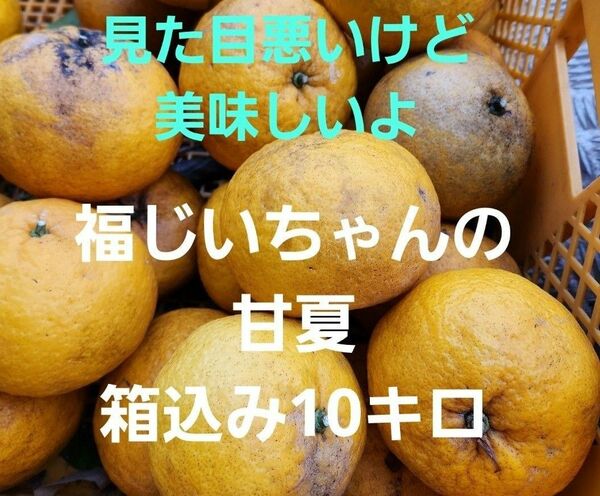 ●数量限定特売！見た目悪いよ！宮崎県産　福じいちゃんの甘夏　箱込み10キロ