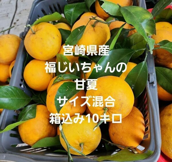 ●美味しいよ！遠方OK　宮崎県産　福じいちゃんの甘夏　サイズ混合　箱込み10キロ