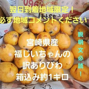 カテ変更OK▲訳あり！▲翌日到着地域限定！宮崎県産　福じいちゃんの訳ありびわ　箱込み約1キロ