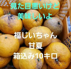 ●意外に好評！見た目悪いけど美味しいよ！宮崎県産　無農薬　福じいちゃん甘夏　箱込み10キロ