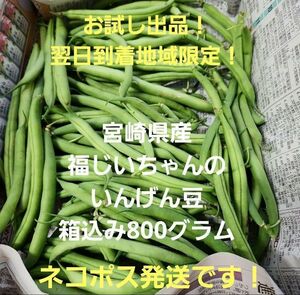 ●初出品！翌日到着地域限定！宮崎県産　福じいちゃんのいんげん豆　箱込み800グラム