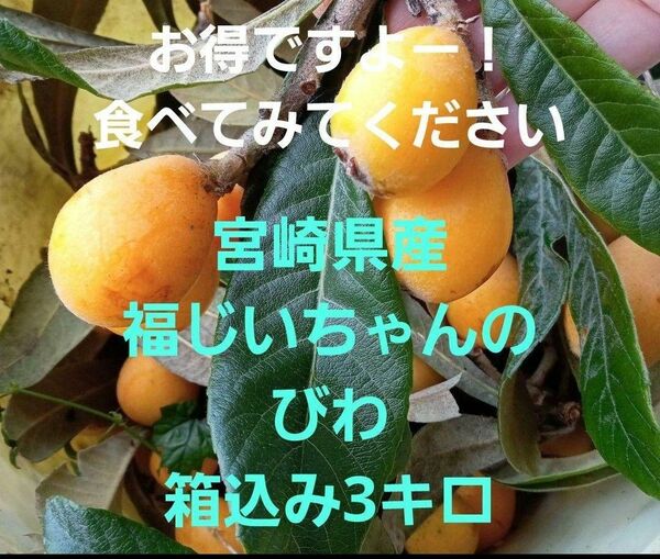 ●多めがお得！食べてみて！宮崎県産　福じいちゃんのびわ　サイズ混合　箱込み3キロ
