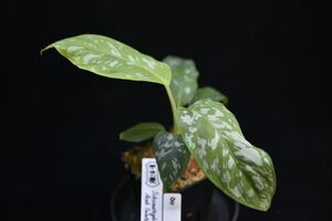 8. Schismatoglottis sp. Aceh Selatan T-041023 スキスマ　ワイルド採集株　観葉植物