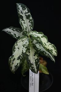 6. Aglaonema pictum Aceh Selatan Sumatra T-3583-j アグラオネマ　ワイルド採集株　観葉植物