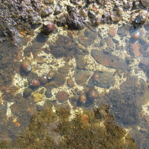 石巻貝 50匹＋α 水槽のコケ取り掃除屋です b メダカ 熱帯魚 金魚 フサモ 水草の画像3