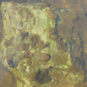 石巻貝 50匹＋α 水槽のコケ取り掃除屋です b メダカ 熱帯魚 金魚 フサモ 水草の画像2