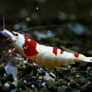 【 HY Shrimp 】レッドビーシュリンプ 雄1匹 抱卵雌2匹ノーマルグレード の画像6
