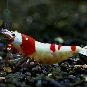 【 HY Shrimp 】レッドビーシュリンプ 雄1匹 抱卵雌2匹ノーマルグレード の画像3