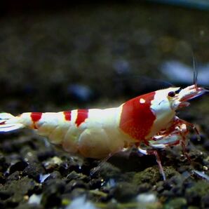 【 HY Shrimp 】レッドビーシュリンプ 雄1匹 抱卵雌2匹ノーマルグレード の画像4