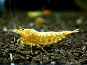 【 HY Shrimp 】ゴールドギャラクシー 1ペア 雄1匹 雌1匹