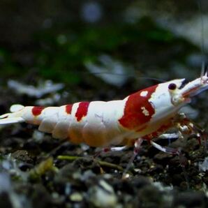 【 HY Shrimp 】レッドビーシュリンプ 雄1匹 抱卵雌2匹ノーマルグレード の画像5