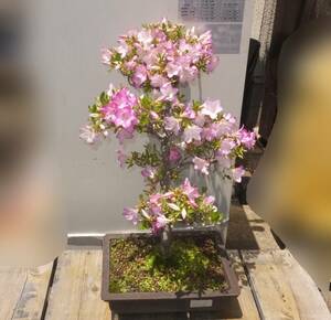 *.-611 Satsuki бонсай Rhododendron indicum текущее состояние товар получение в целом высота 66cm горшок размер : ширина 34cm глубина 24cm вес 7.5kg