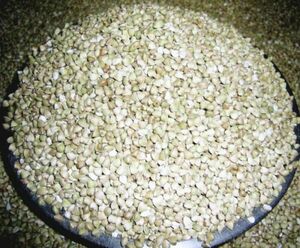 2023 fiscal year new soba Shinshu production buckwheat's seed ( soba. peeling ..)... out did condition 1kg 1300 jpy (0)