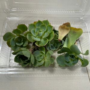 ☆☆5月末まで限定出品☆☆ 多肉植物　七福神　根付きやすい抜き苗　カット苗　葉挿し　サイズいろいろ　エケベリア　A