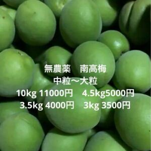 無農薬 青梅 南高梅 中粒から大粒3.5kg4000円 10kg11000円4.5kg5000円3kg3500円