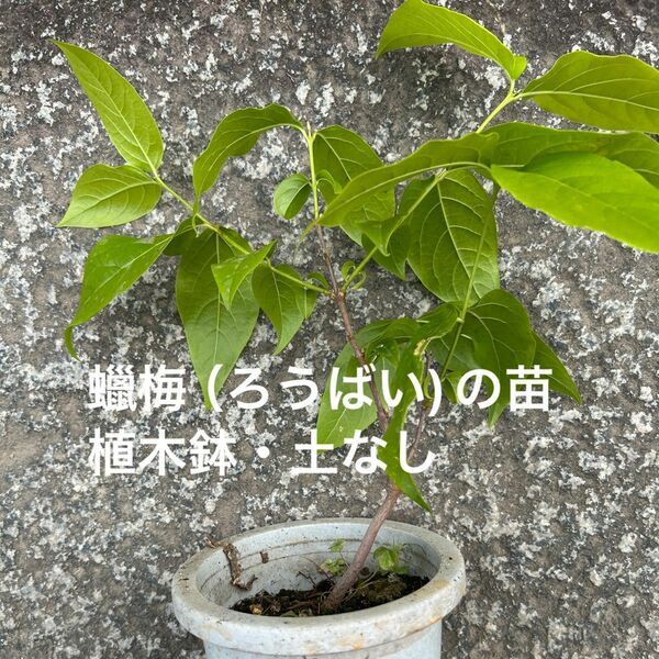 黄色の梅 （ろうばい)の苗のみ　　　　　　　　　　　土や植木鉢はついてきません。