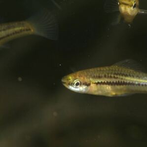 Xiphophorus pygmeus 1pairの画像2