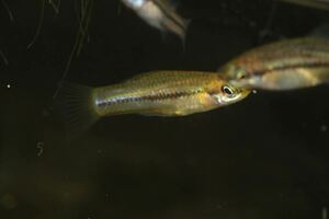 Xiphorus pygmeus 1pair