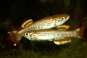 Aphyosemion caudofasiatum RC22／6 1pair