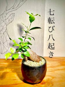 値下！【倒木】盆栽風！デザイン鉢付！特徴的な樹形！幸せを呼ぶ観葉植物！鉢のまま発送！