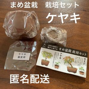 まめ盆栽　栽培セット　（ケヤキ）　匿名配送 送料無料