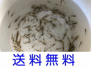 25 pcs prompt decision!mi Nami freshwater prawn 
