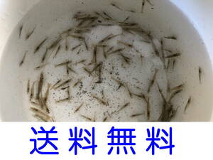  prompt decision!mi Nami freshwater prawn 250 pcs! Yupack shipping 