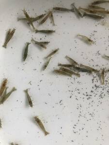 mi Nami freshwater prawn 200 pcs! Yupack shipping 