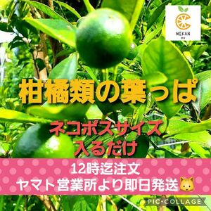 アゲハ幼虫の餌　天然　柑橘類　枝付き葉っぱ　若葉いり　ネコポス箱入るだけ