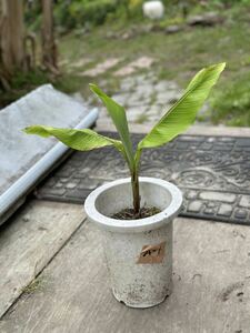 芭蕉の苗 A-1 ジャパニーズバナナ バナナ バショウ 観葉植物 南国植物