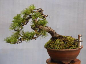 *Bon-Bon*[... leaf pine ; small goods * pattern .* height of tree 15.②]
