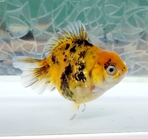 [ is . is .] Holland ST two -years old fish female approximately 8.5cm ( animation equipped ) ⑤