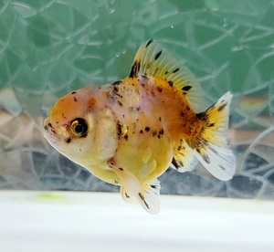 [ is . is .] Holland ST two -years old fish male approximately 7.5cm ( animation equipped ) ②
