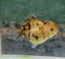 【はなはな】オランダST　二歳魚　メス　約7cm　(動画あり)　⑥_画像3