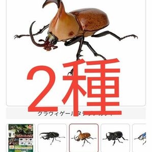 2体　オオツノメンガタカブト、クラヴィゲールタテヅノカブト