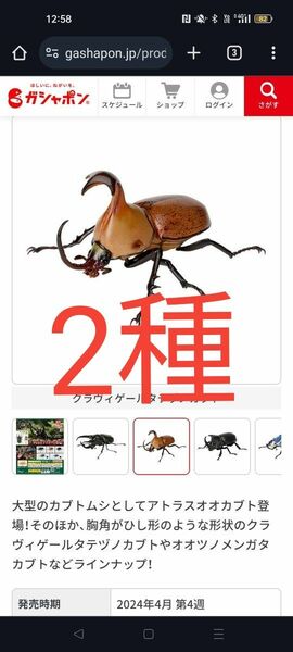 2体　オオツノメンガタカブト、クラヴィゲールタテヅノカブト