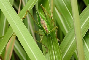 ■ヤブキリの幼虫（キリギリスの仲間）鳴く虫：6匹　即決宅急便送料込み